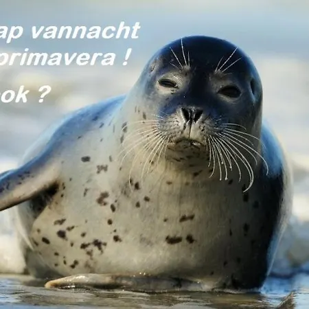 Bed&beach La Primavera Guest house De Koog (Texel)